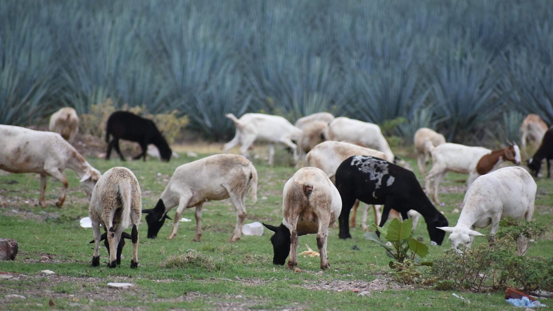 Ganaderos regresan al campo; tienen altas expectativas por las lluvias (2)